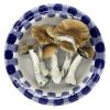 Golden Teacher Magic Mushrooms