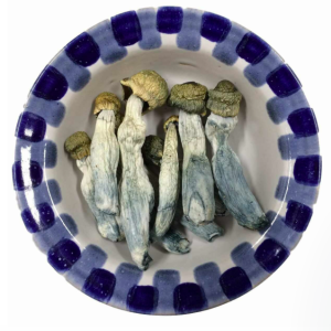 Blue Goba Magic Mushrooms