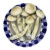 Lyophilized White Rabbit Magic Mushrooms