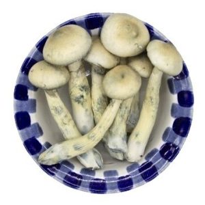 Lyophilized White Rabbit Magic Mushrooms