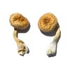 Cambodian Gold Mushroom