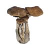 South American Magic Mushrooms