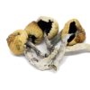 Malabar magic Mushrooms