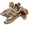 Psilocybe Mexicana – P. Mexicana