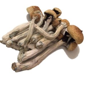 Psilocybe Mexicana – P. Mexicana